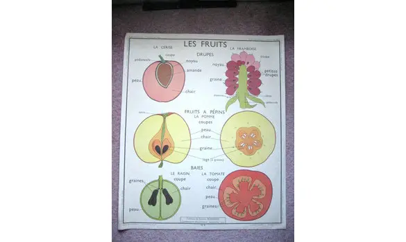 Affiche scolaire Les fruits/Les feuilles