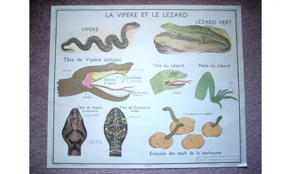 Affiche vipère,lézard/Famille oiseaux